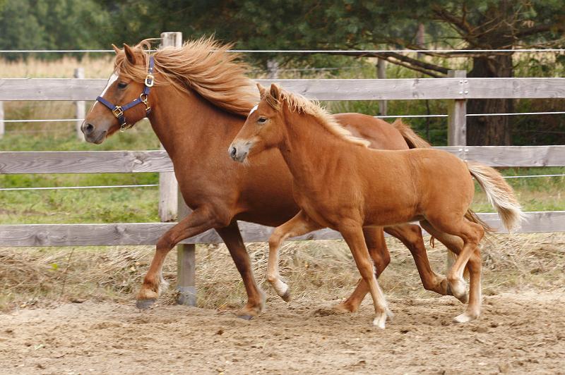 Hofy von Heidmoor k.jpg